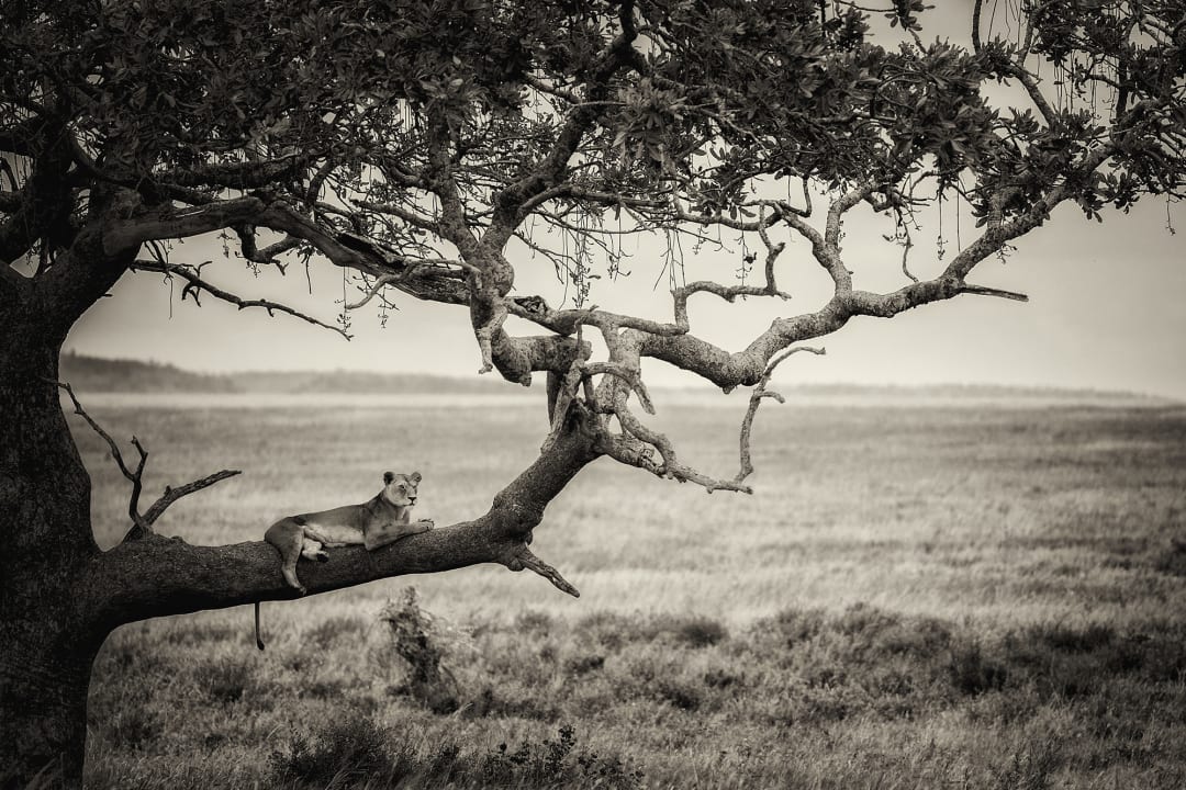Lazy Lion