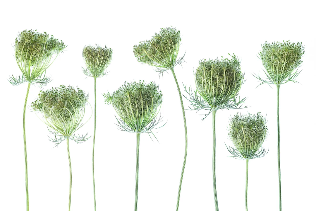 Wild Carrot