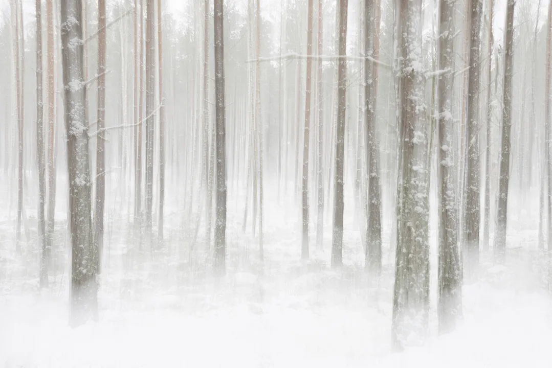 Winter Forest