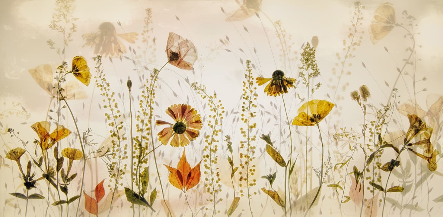 Midsummer Meadow