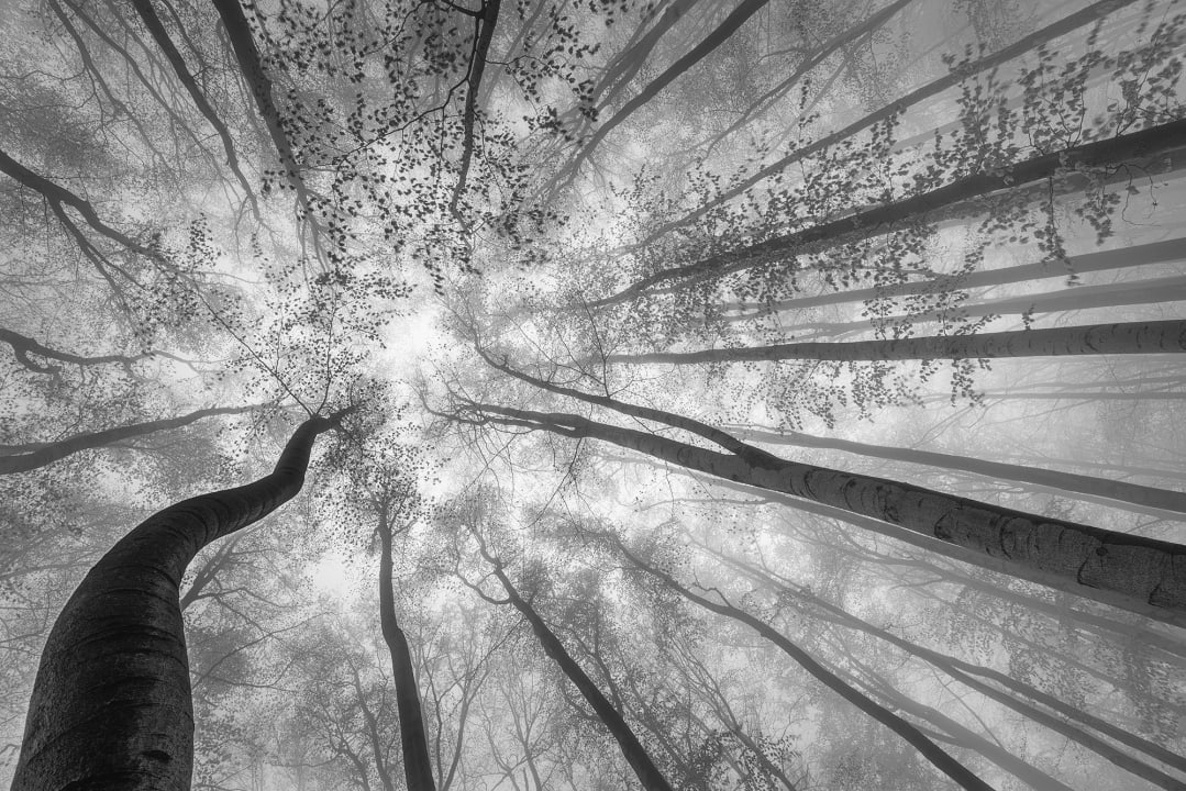 Tree Tops