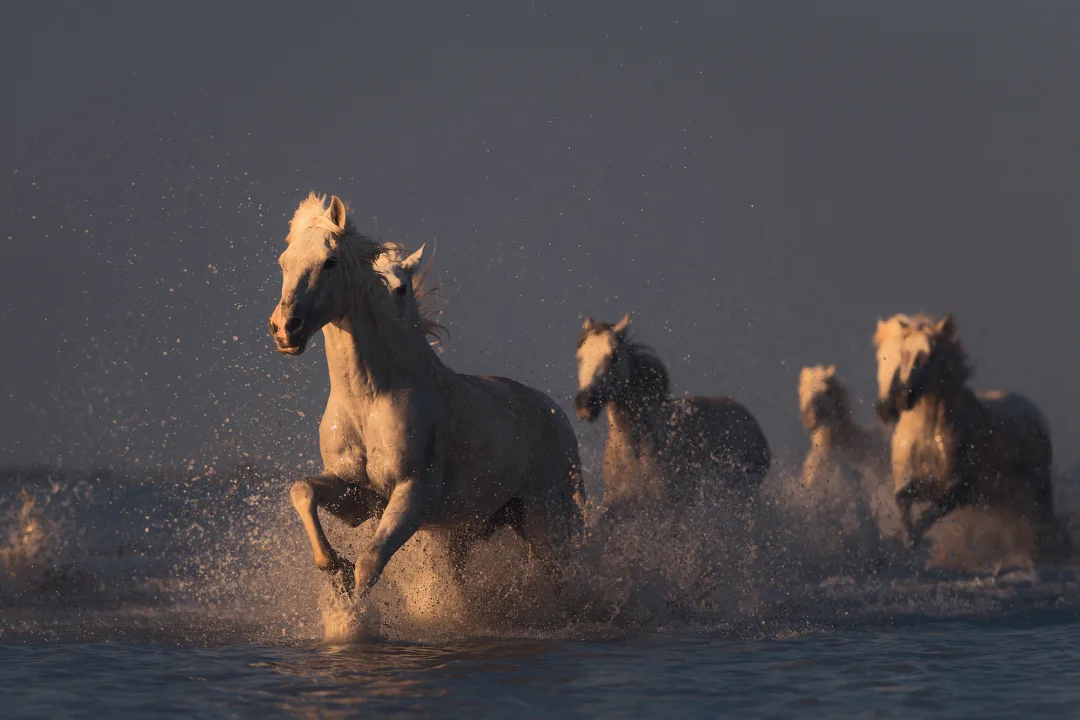Wild Horses