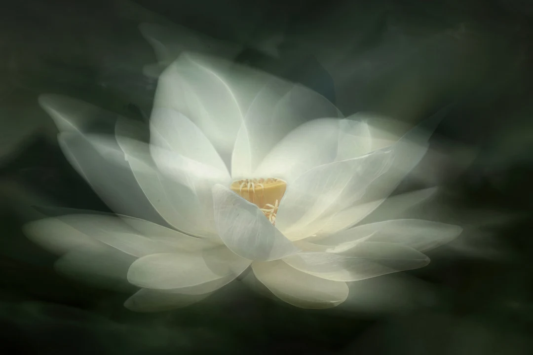 White Waterlily