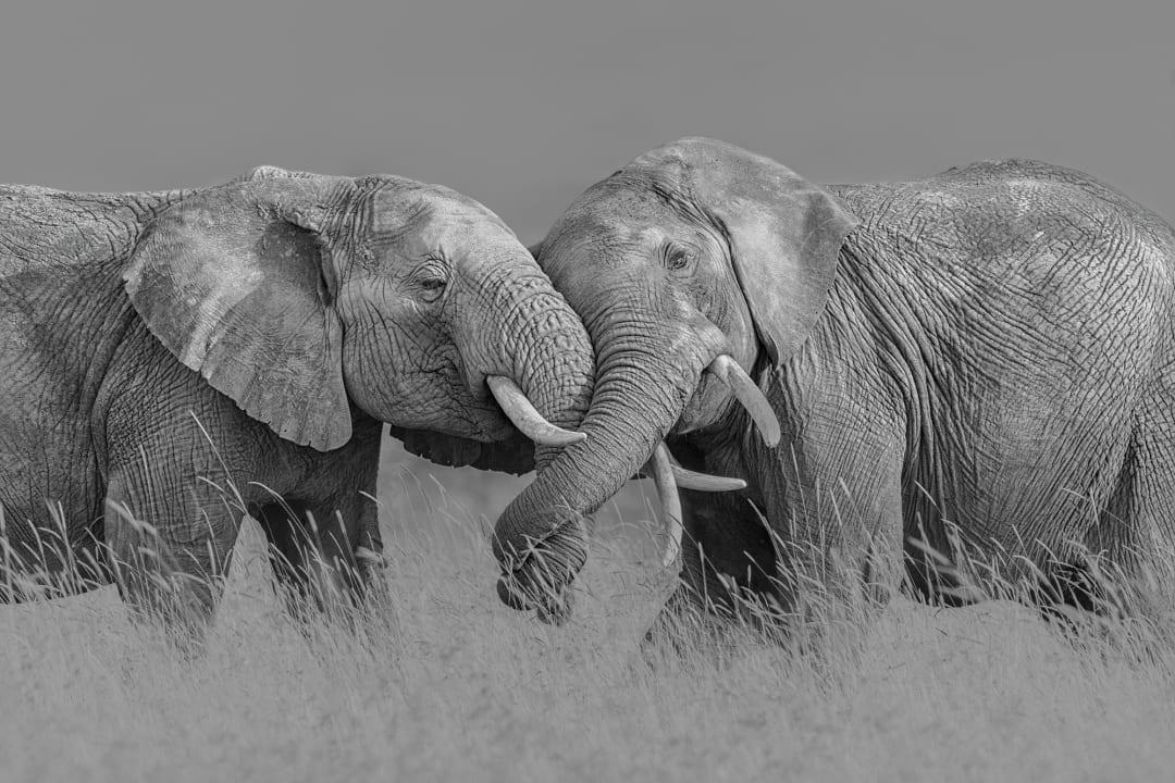 Elephant Hug