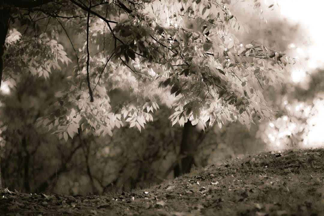 Sepia Leafs