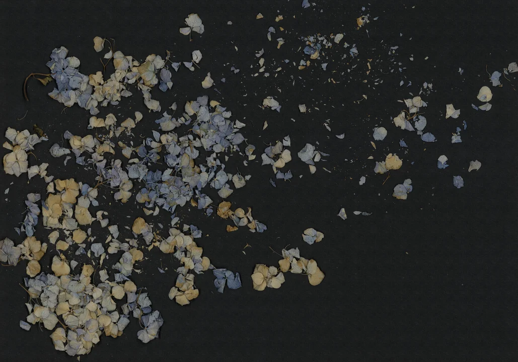 Fragile Beauty, Dark Blue
