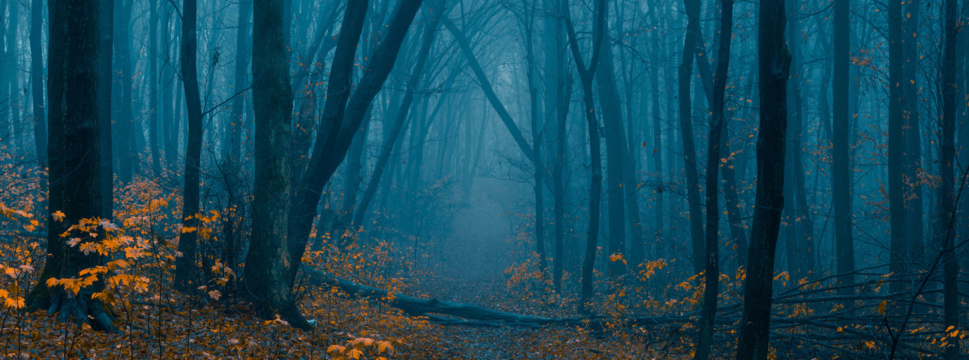 Hazy Forest