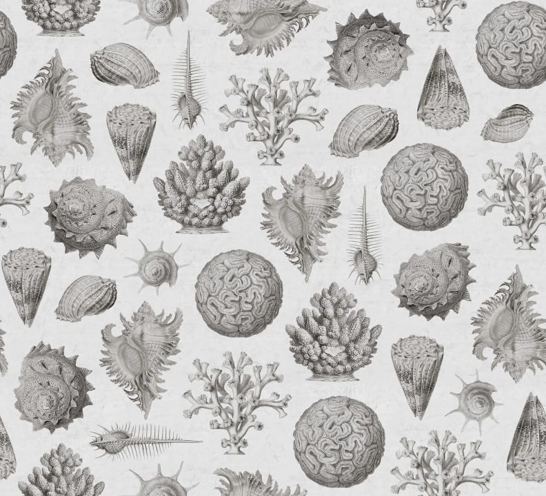 The Beauty From the Ocean Floor