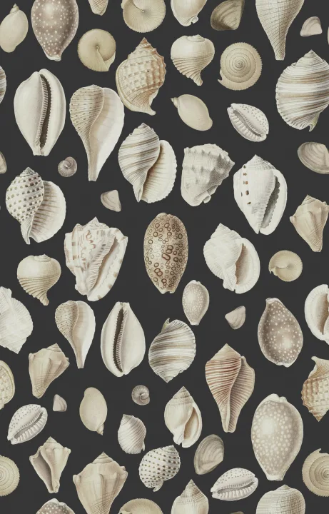 Eine exquisite Muschelsammlung