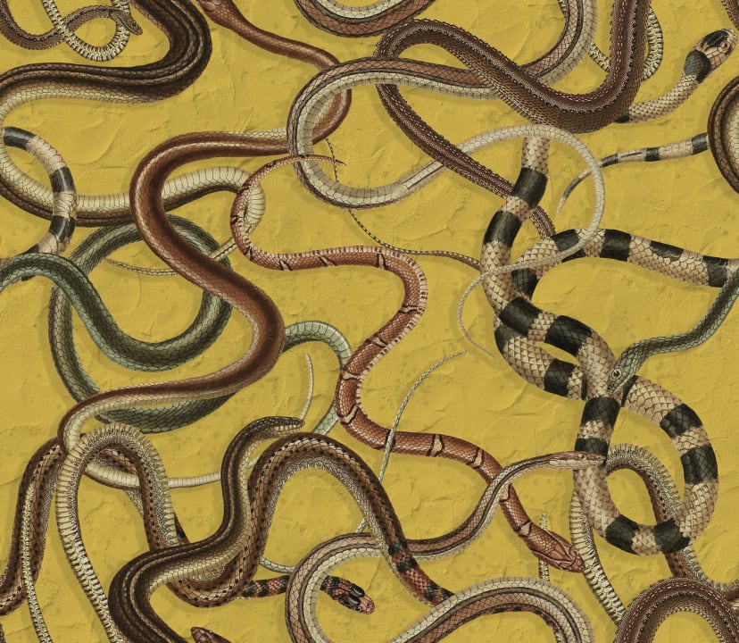 Snakes On A Wall