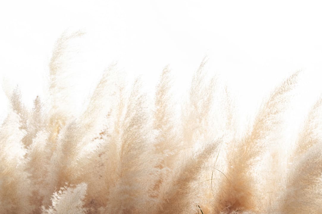 Serenidade com a Cortaderia Selloana