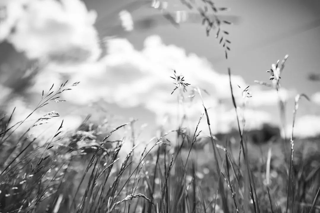 Monochrome Serenity