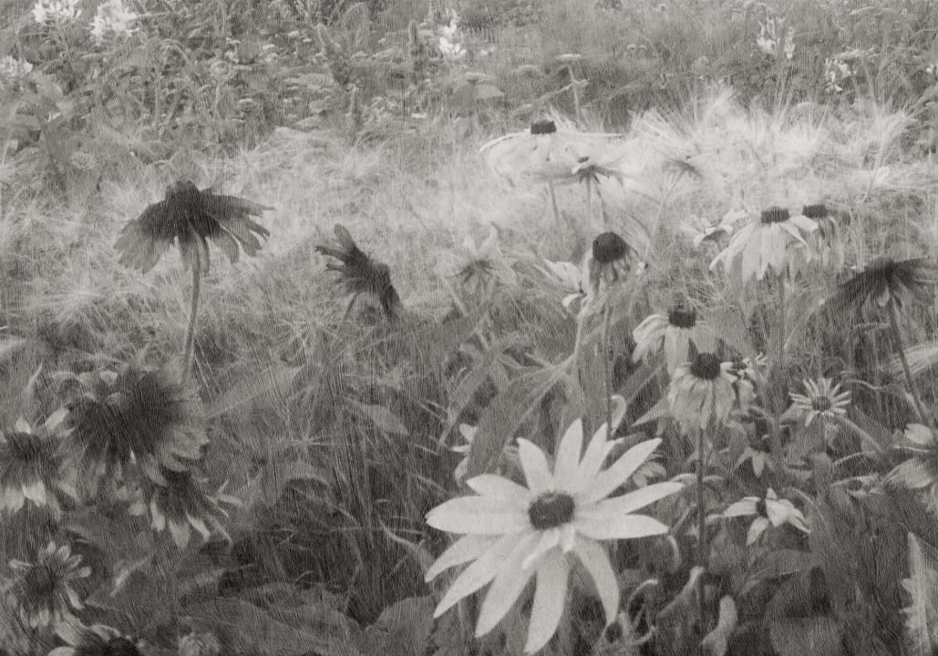 Malerisk blomst