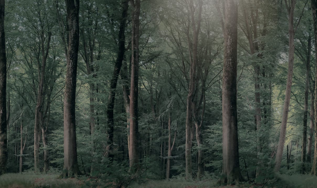 Enchanted Forest