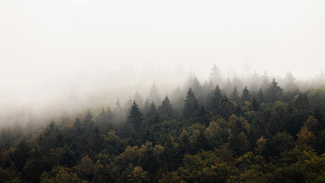 Misty Morning Escape