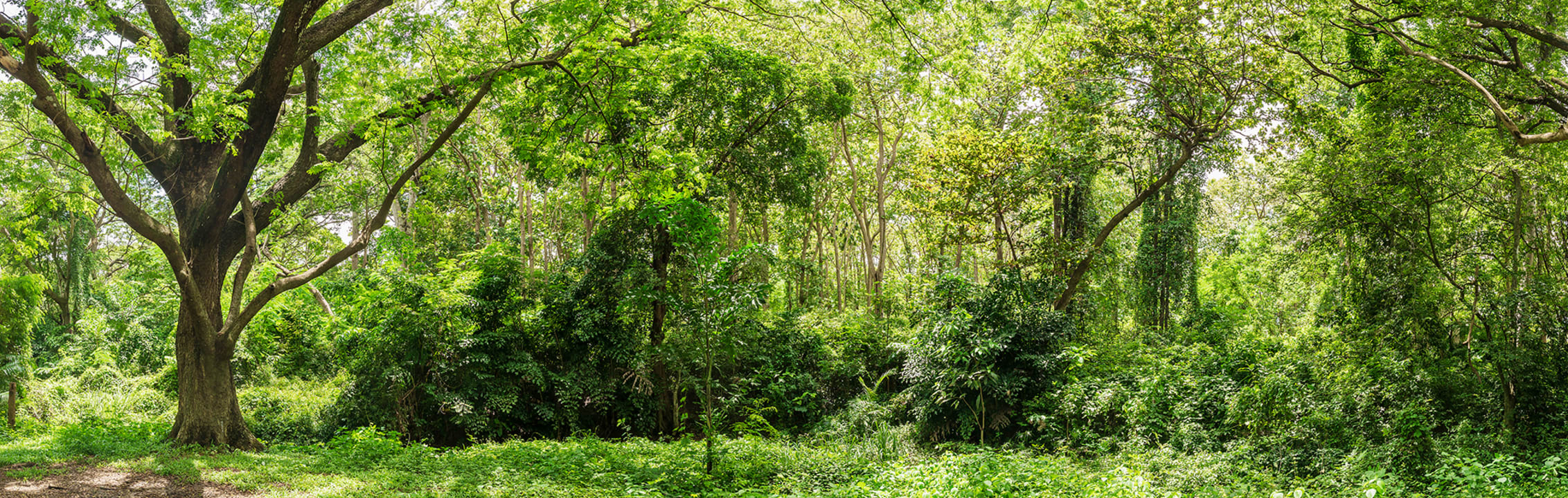Embrace Nature with a Lush Summer Forest
