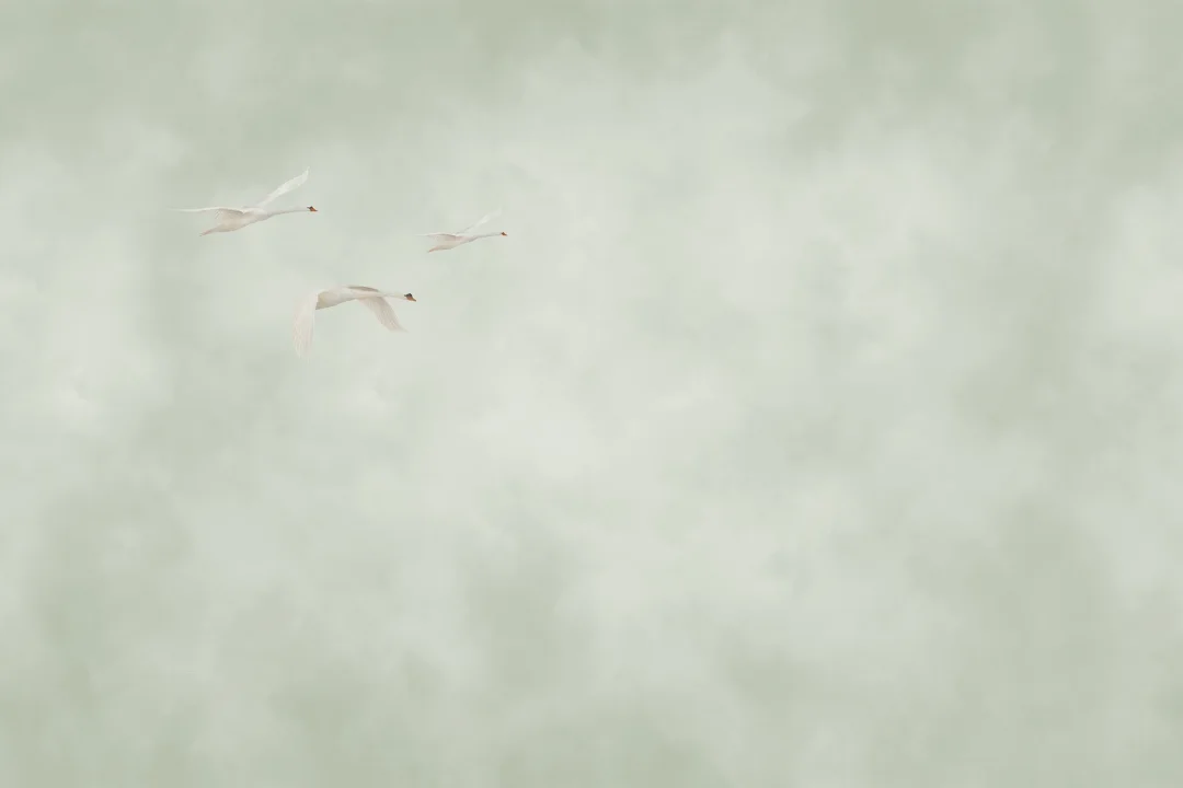 Soaring Serenity