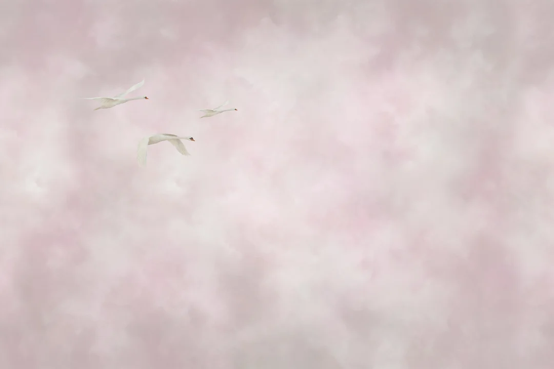Embrace Serenity with Soaring Swans