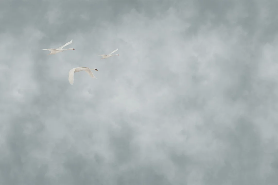 Ethereal Swanscape