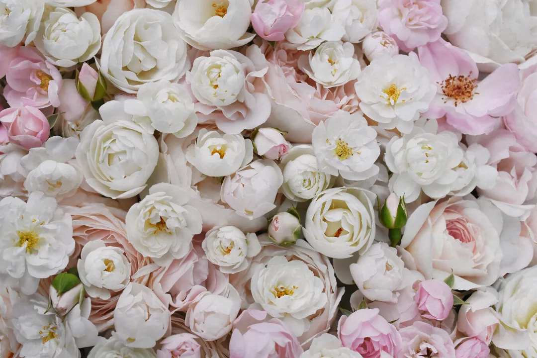 Pink Floral Symphony
