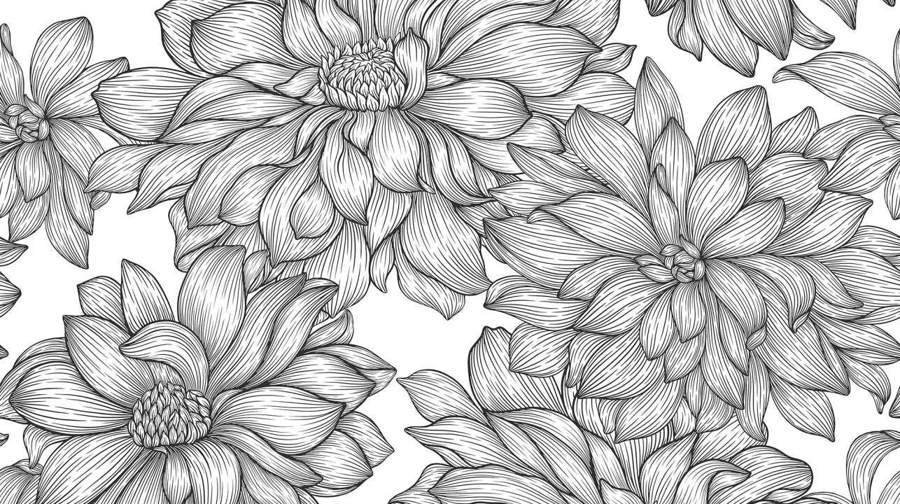 Dahlia Lines, Black