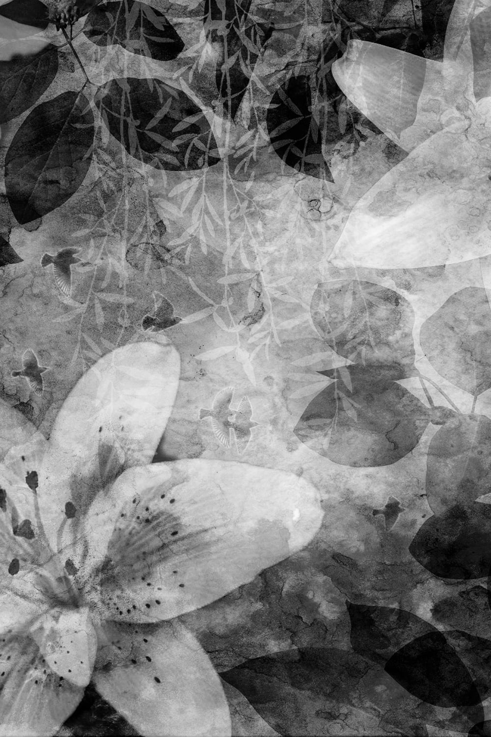 Garden of Dreams, Black & White