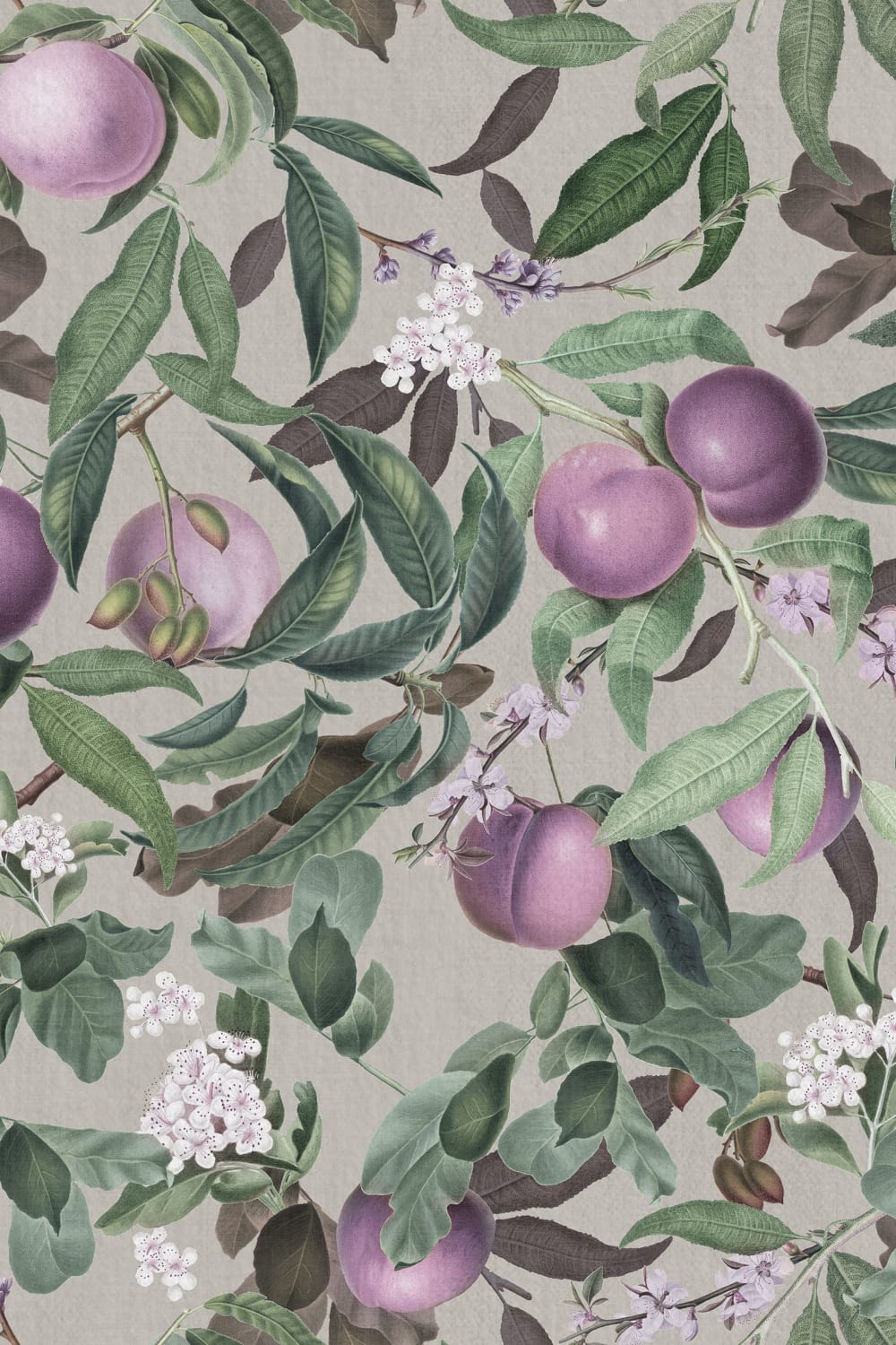 Peach Valley, Lilac