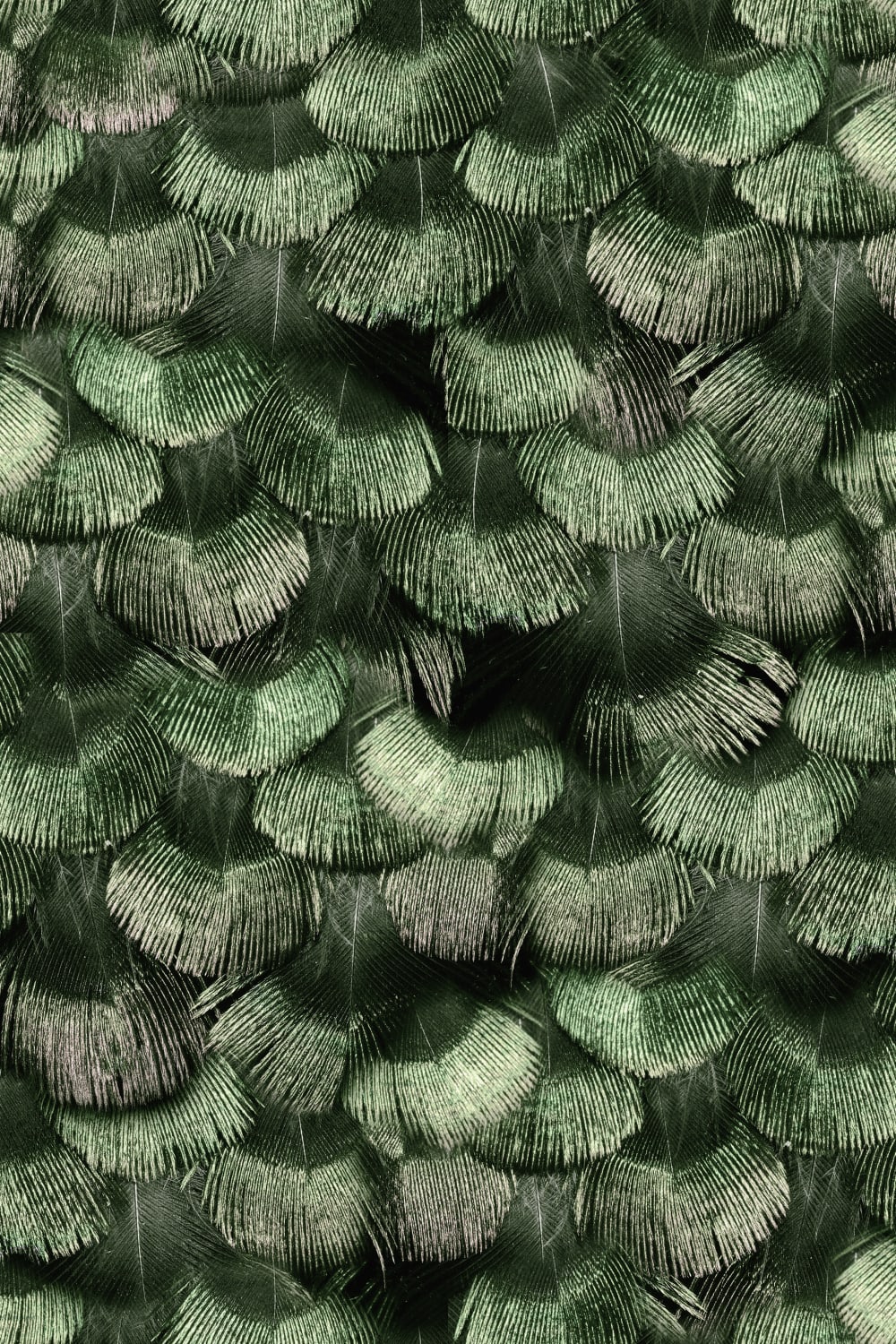 Petite Peackock Plumage, Jade