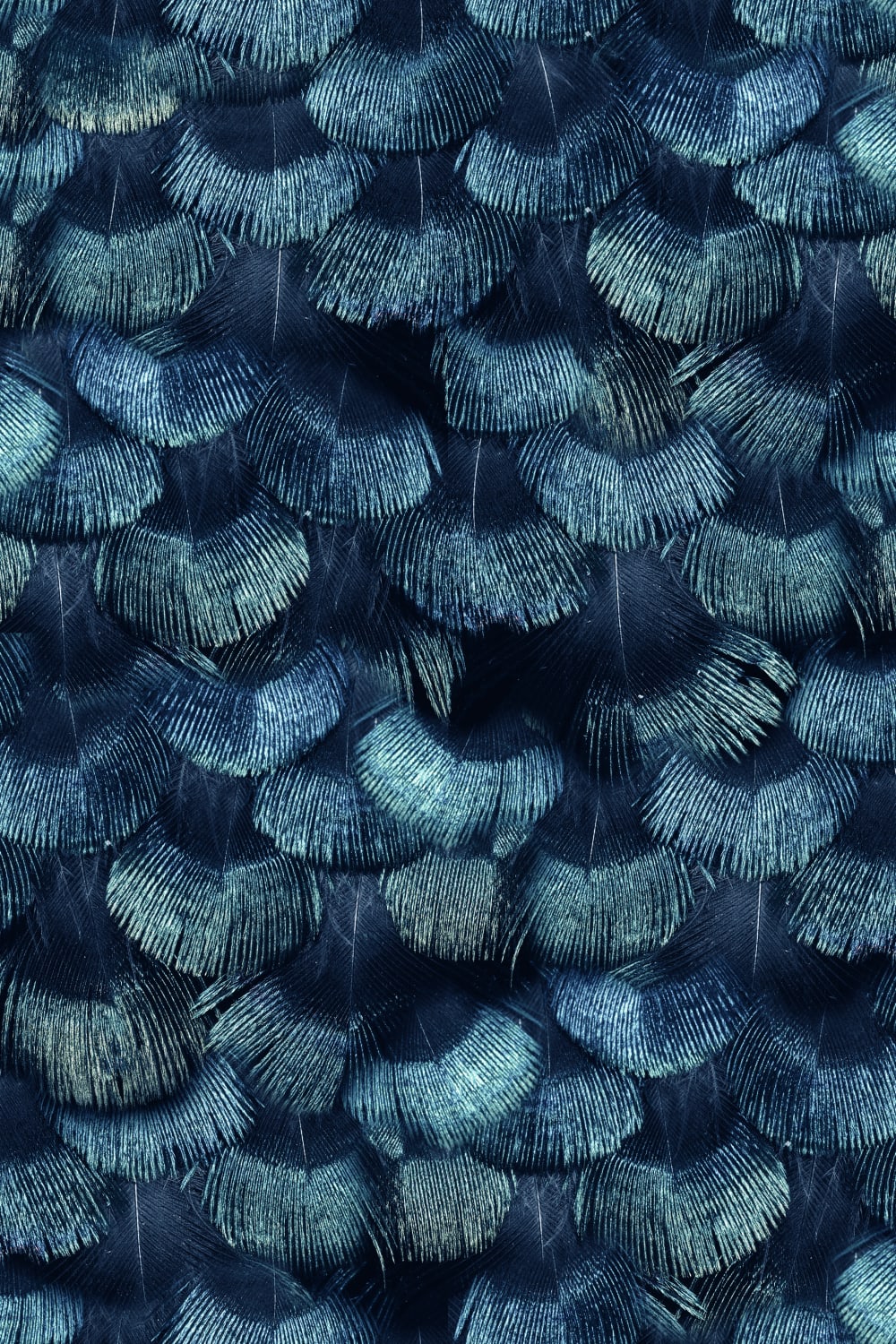 Petite Peacock Plumage, Teal