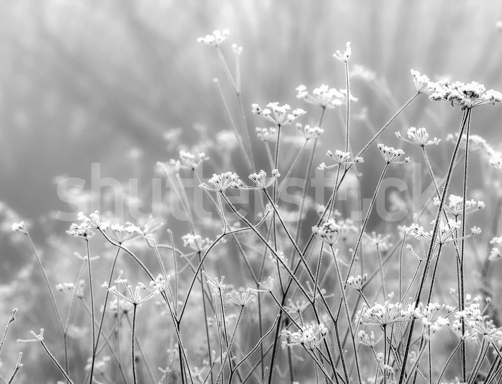 Ein nebliger Morgen