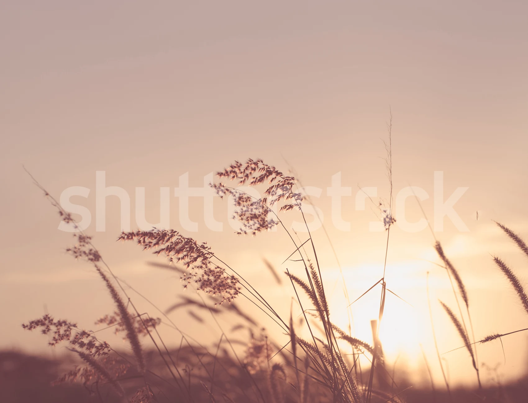 A summer feeling