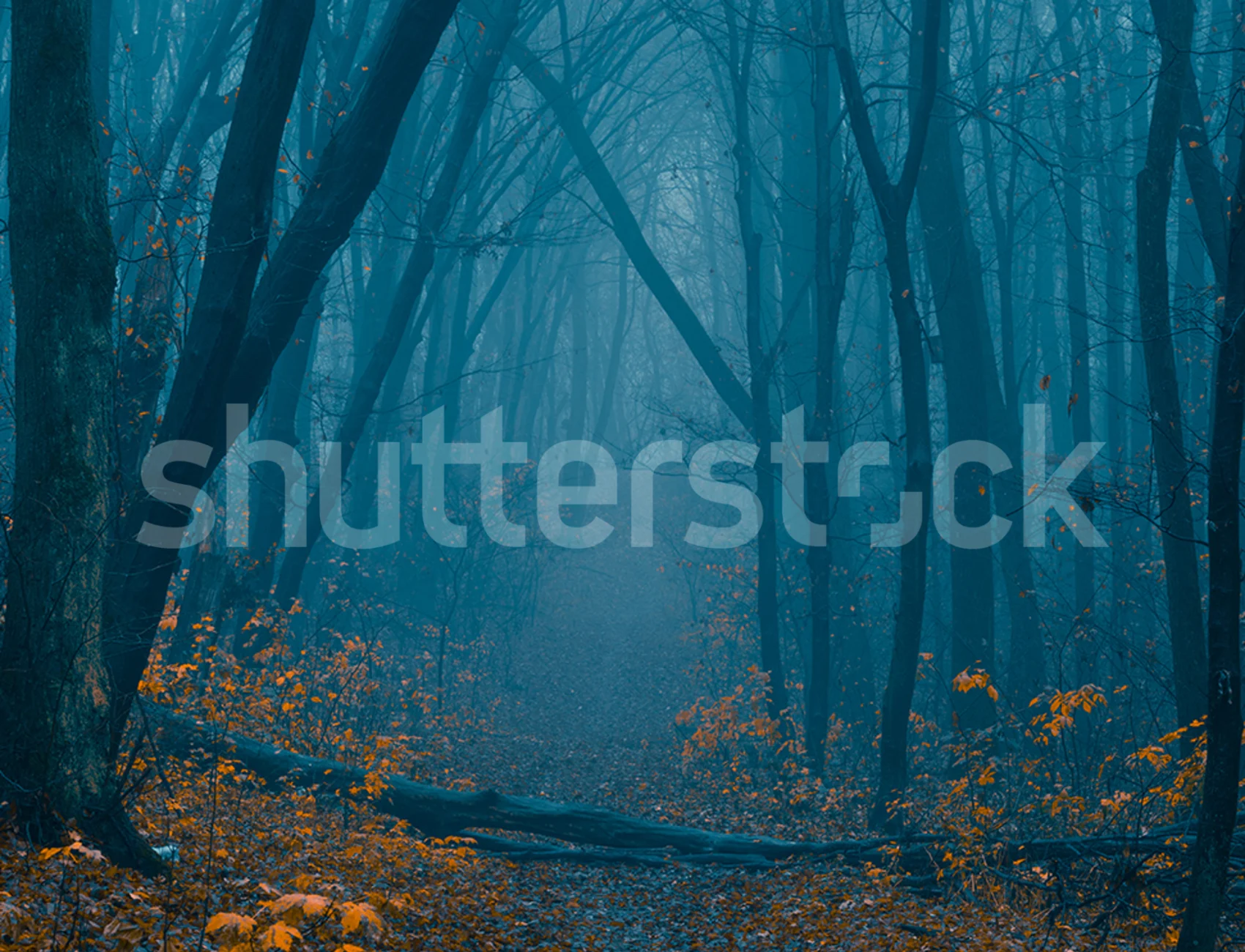 Hazy Forest