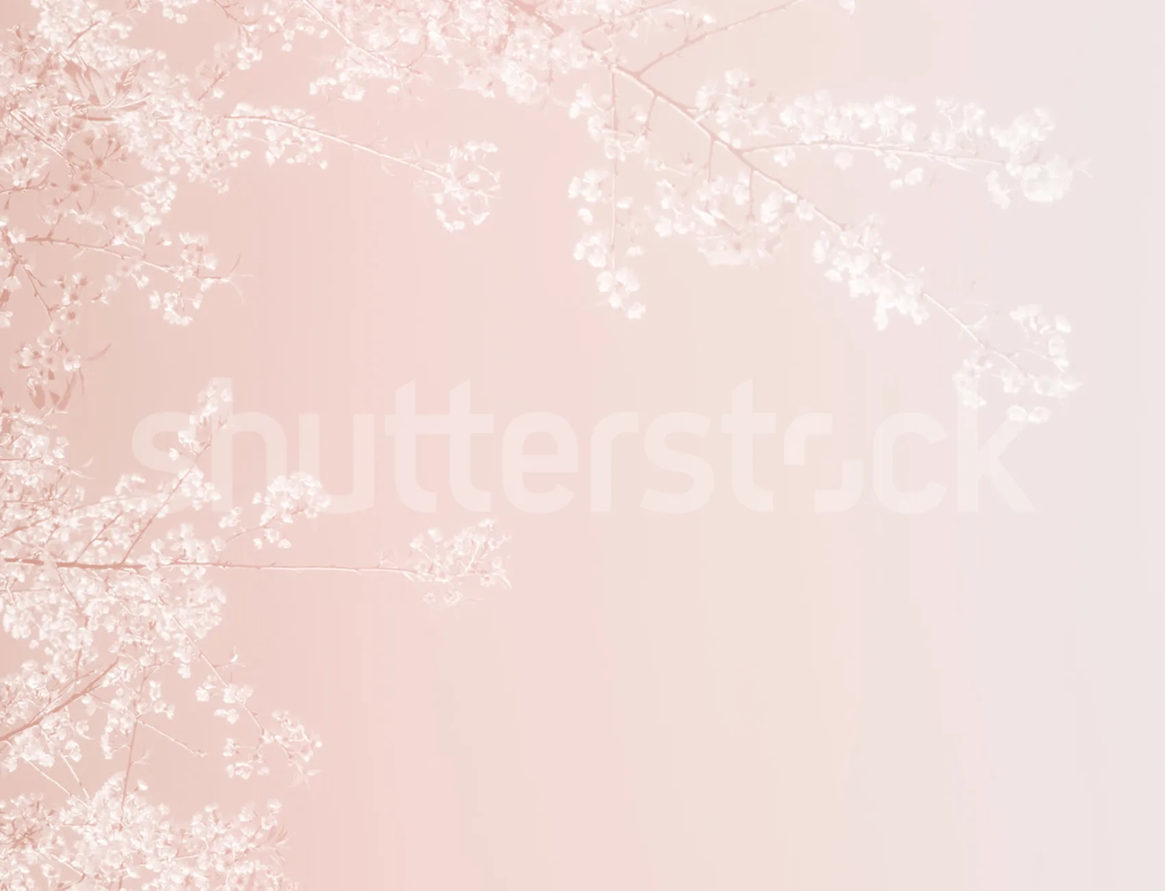 Embrace the Delicate Beauty of Cherry Blossoms