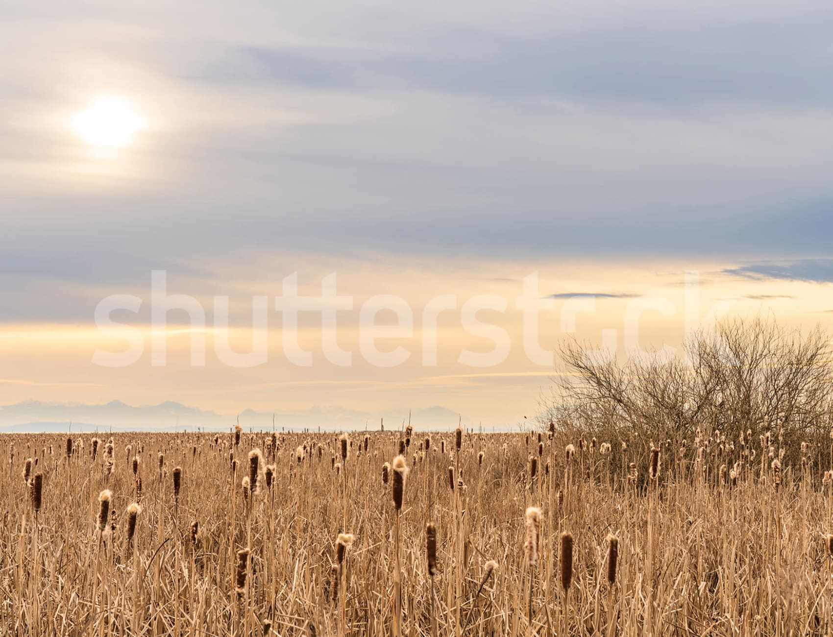Serenity of a Summer Day