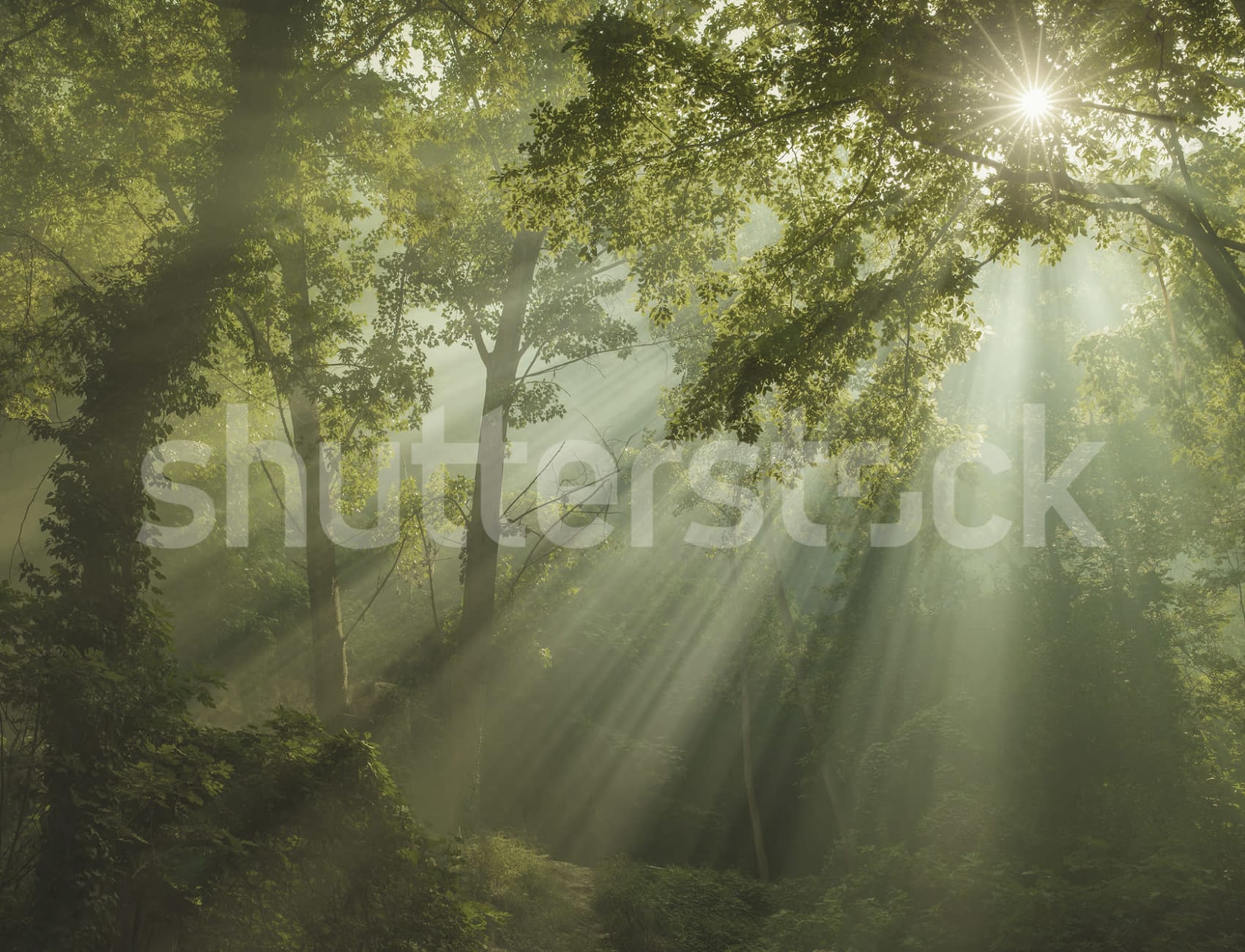 Radiance of Nature