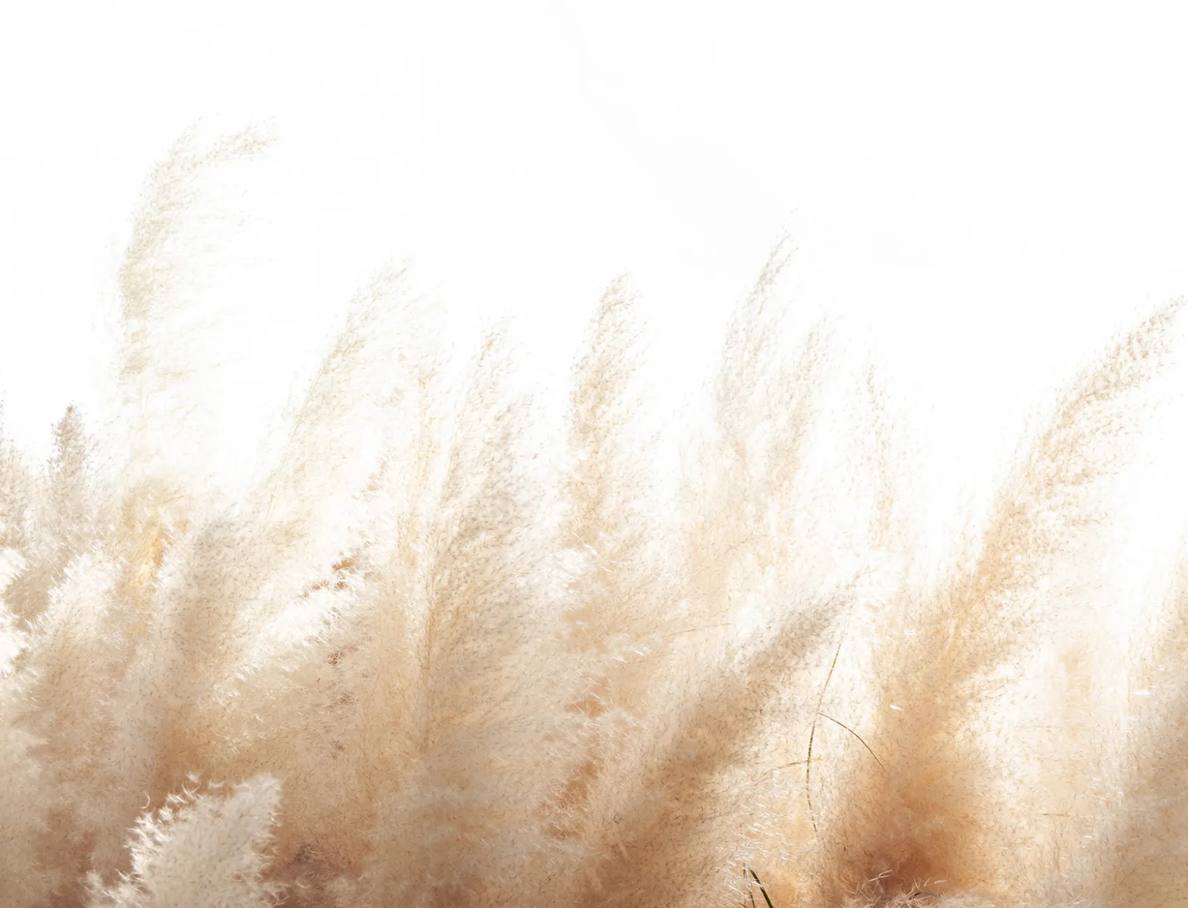 Sereniteit met Cortaderia Selloana