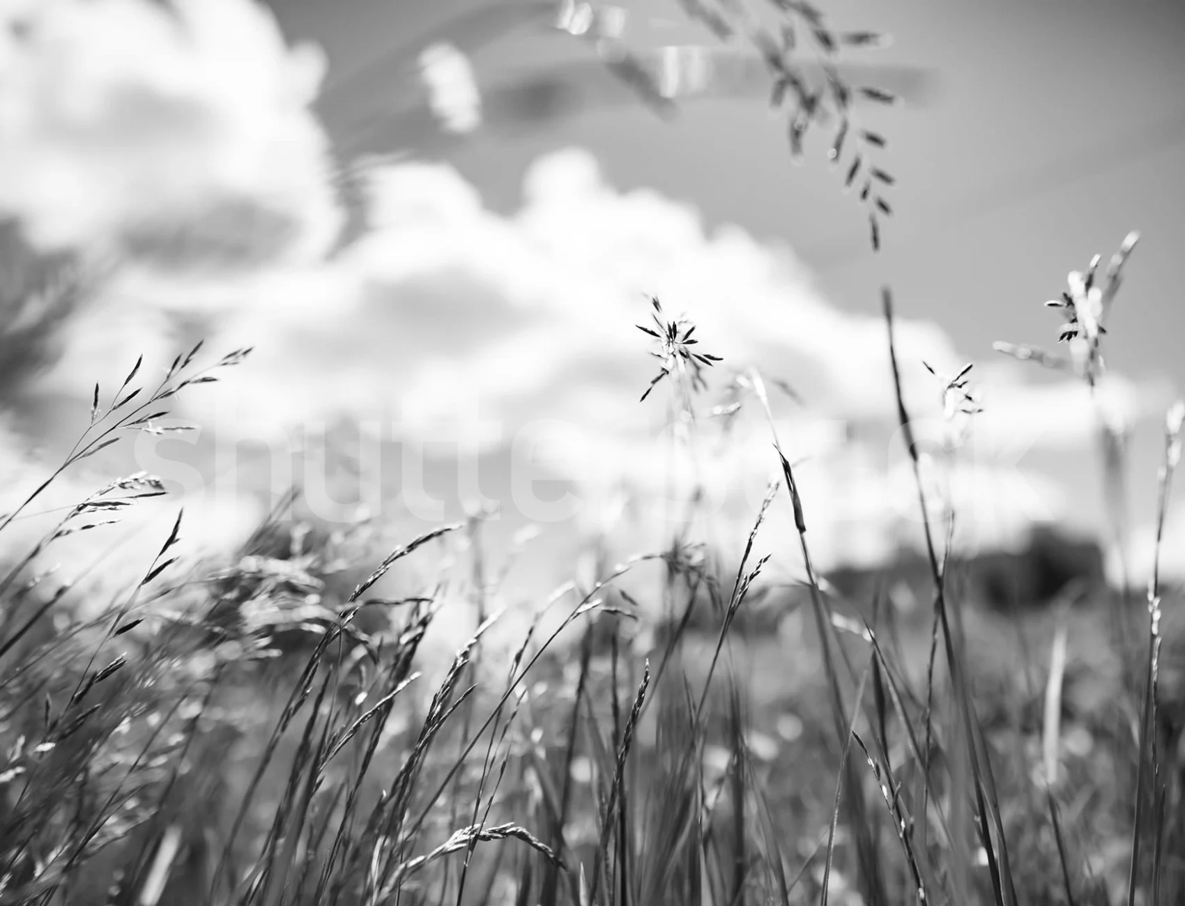 Serenità monocromatica