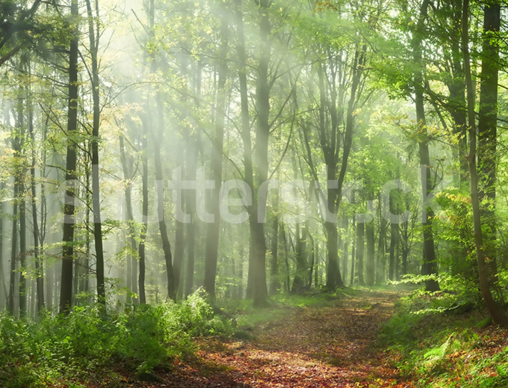 Embrace Nature Under Sunlit Leaves