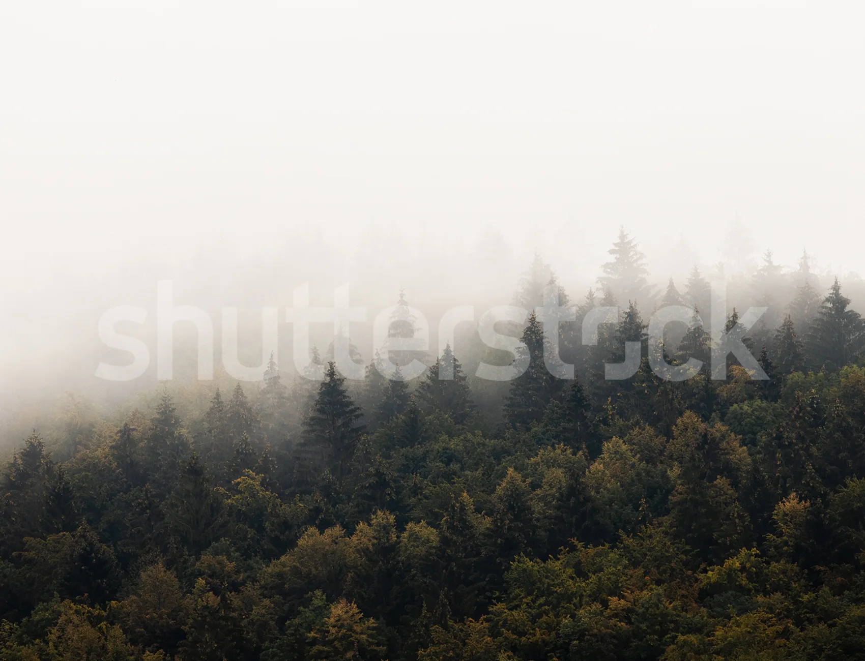 Misty Morning Escape