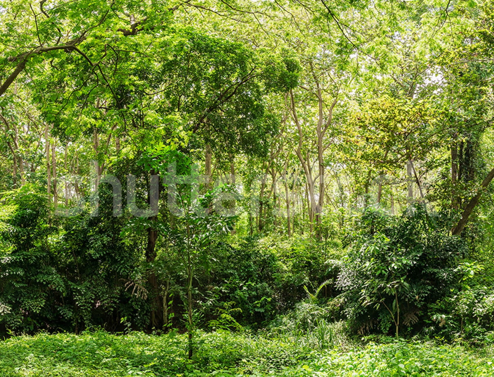 Embrace Nature with a Lush Summer Forest