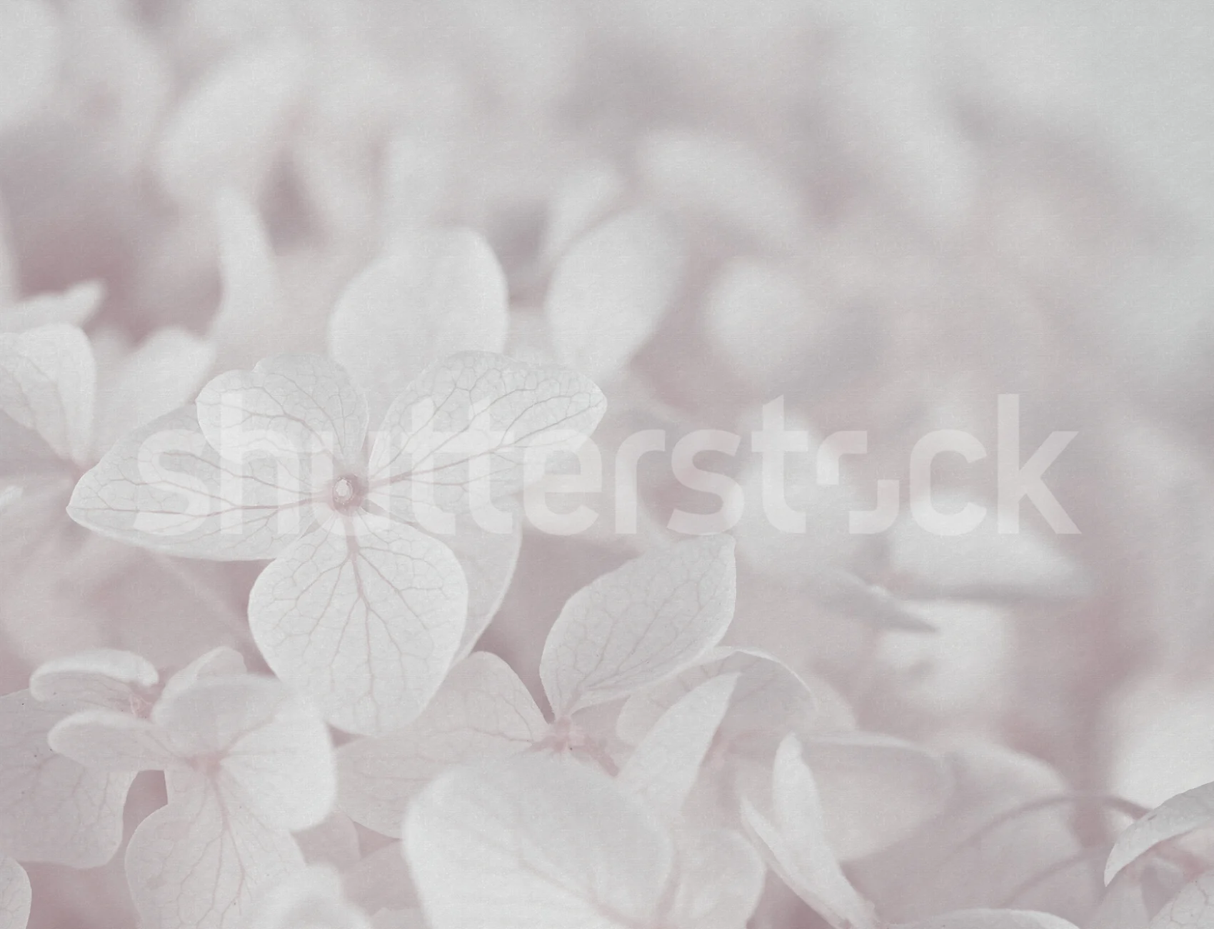 Blød rosa hortensia