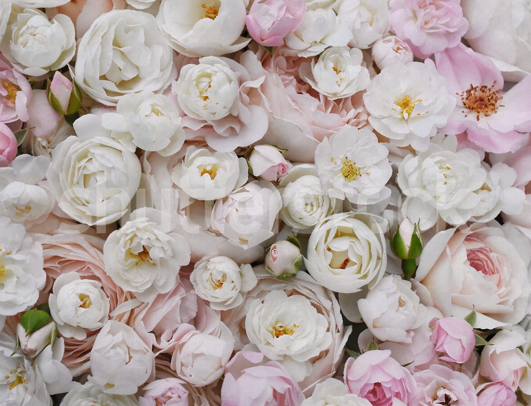 Rosa Blumensymphonie