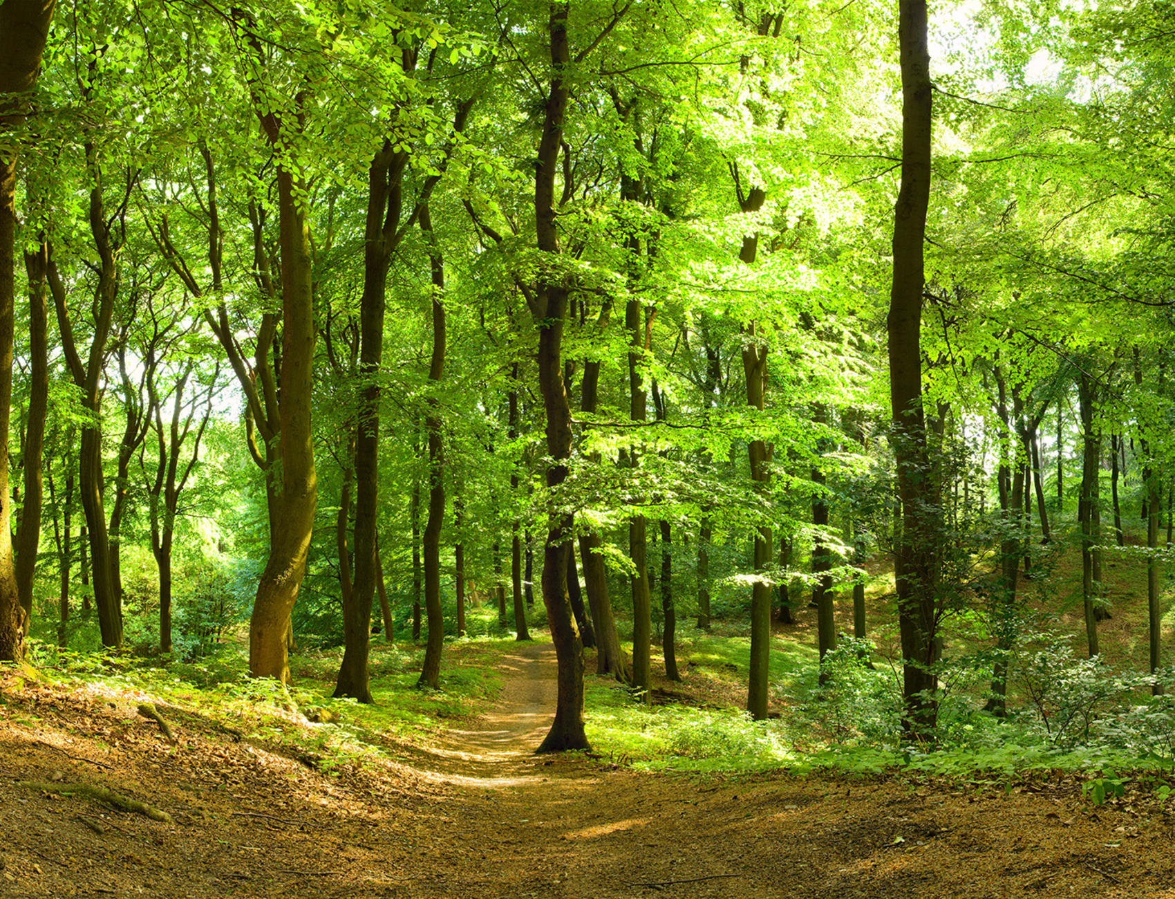 Wall mural with forest motif
