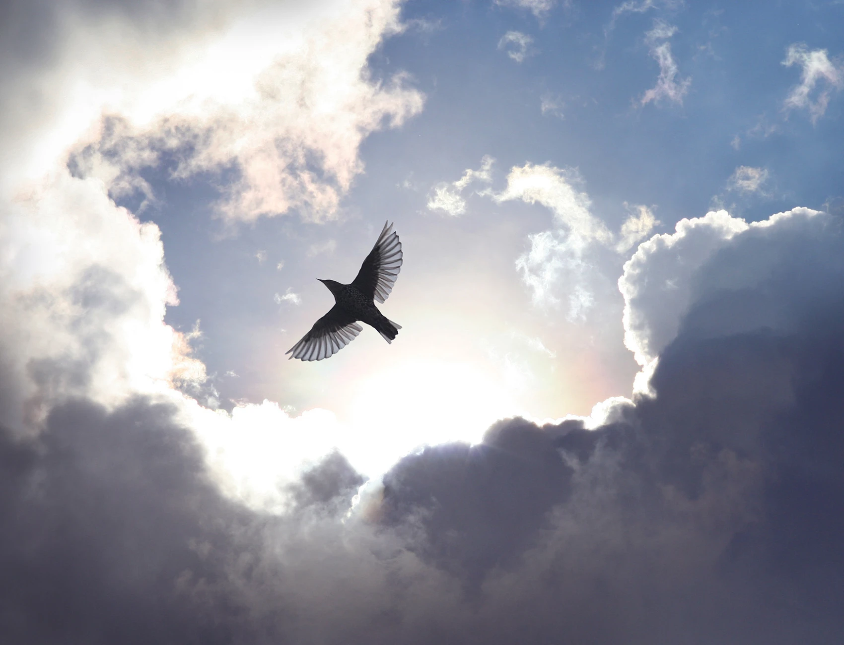 Murale su cielo con uccello in volo