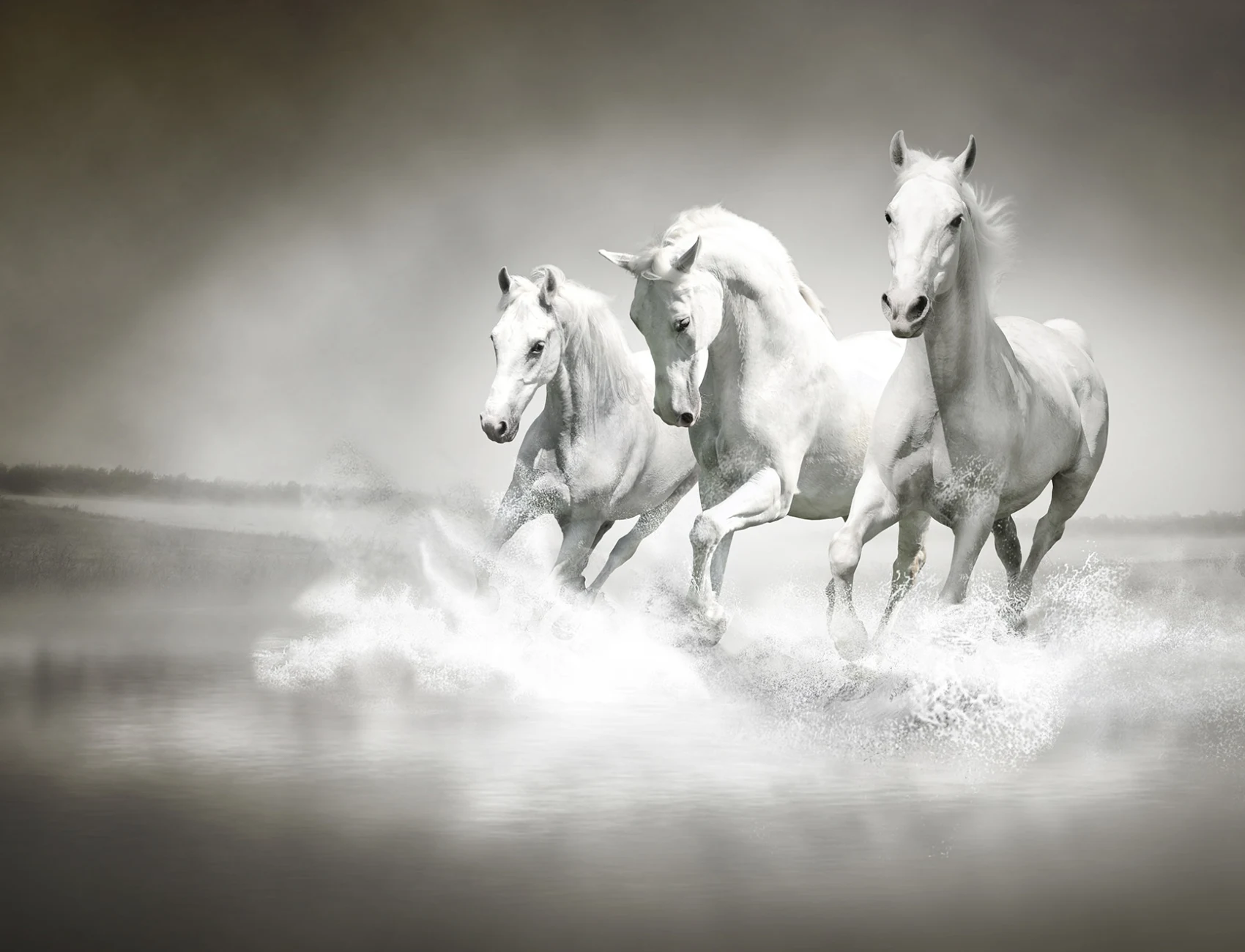 Wall mural with horses in grayscale