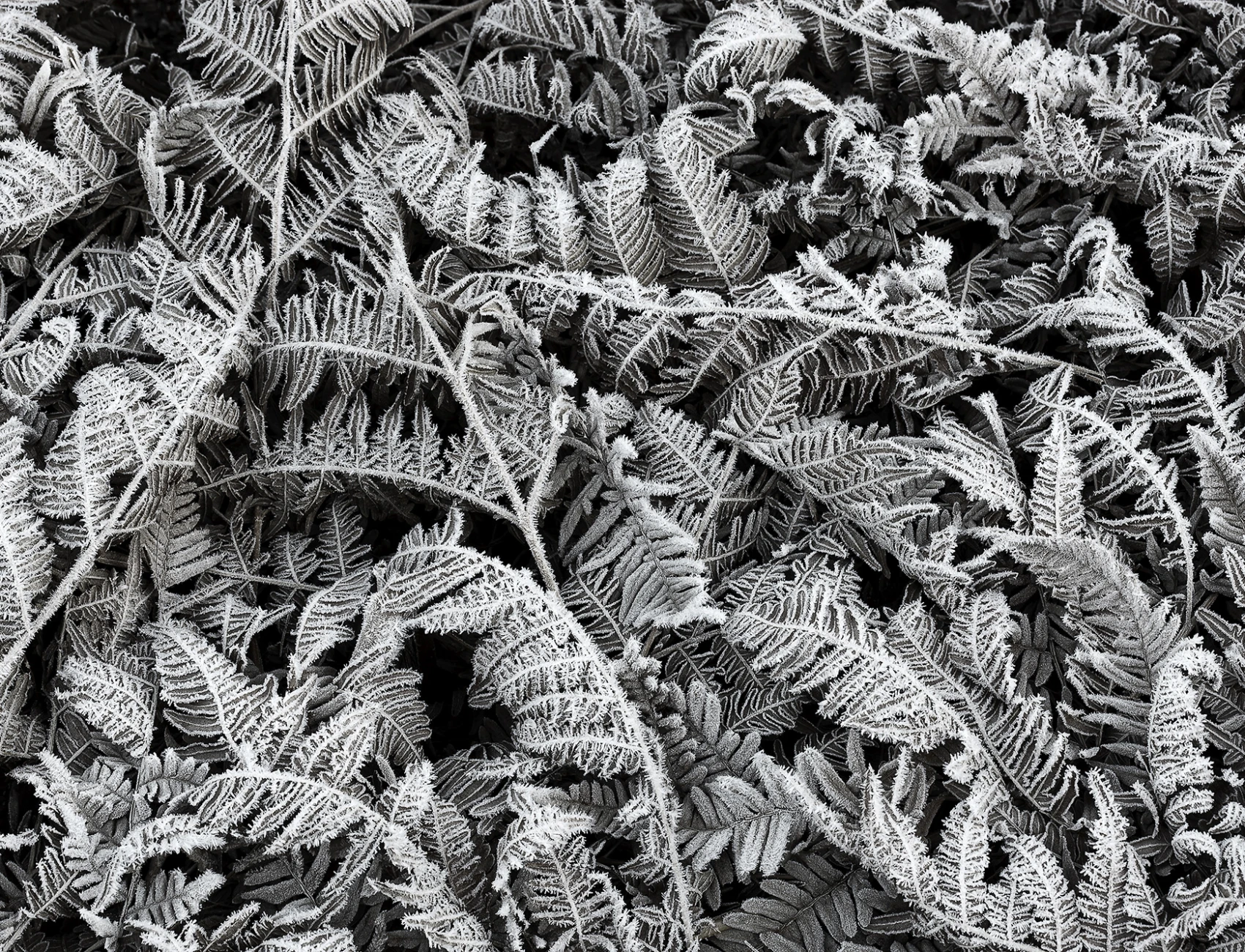 Grayscale perete mural cu frunze