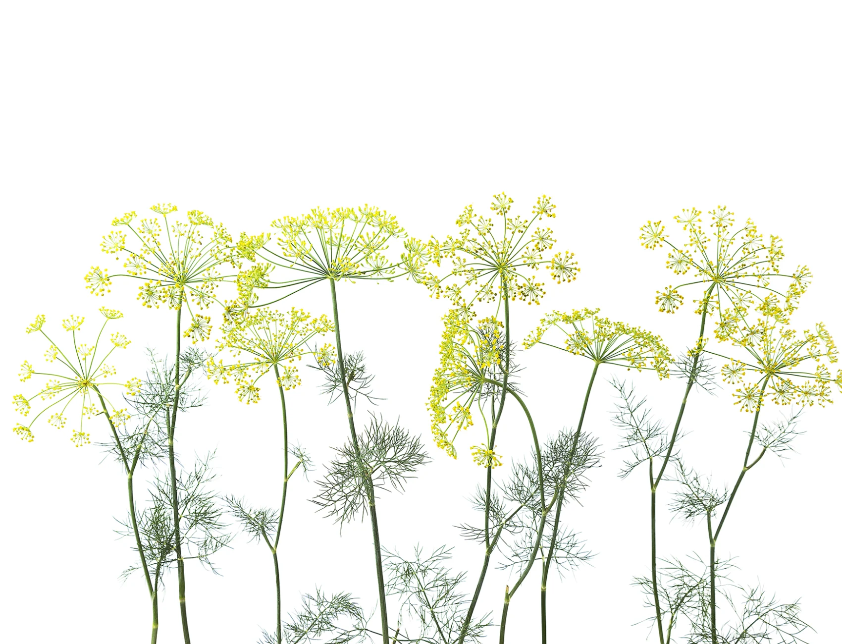 Dill wall mural perfect for a kitchen