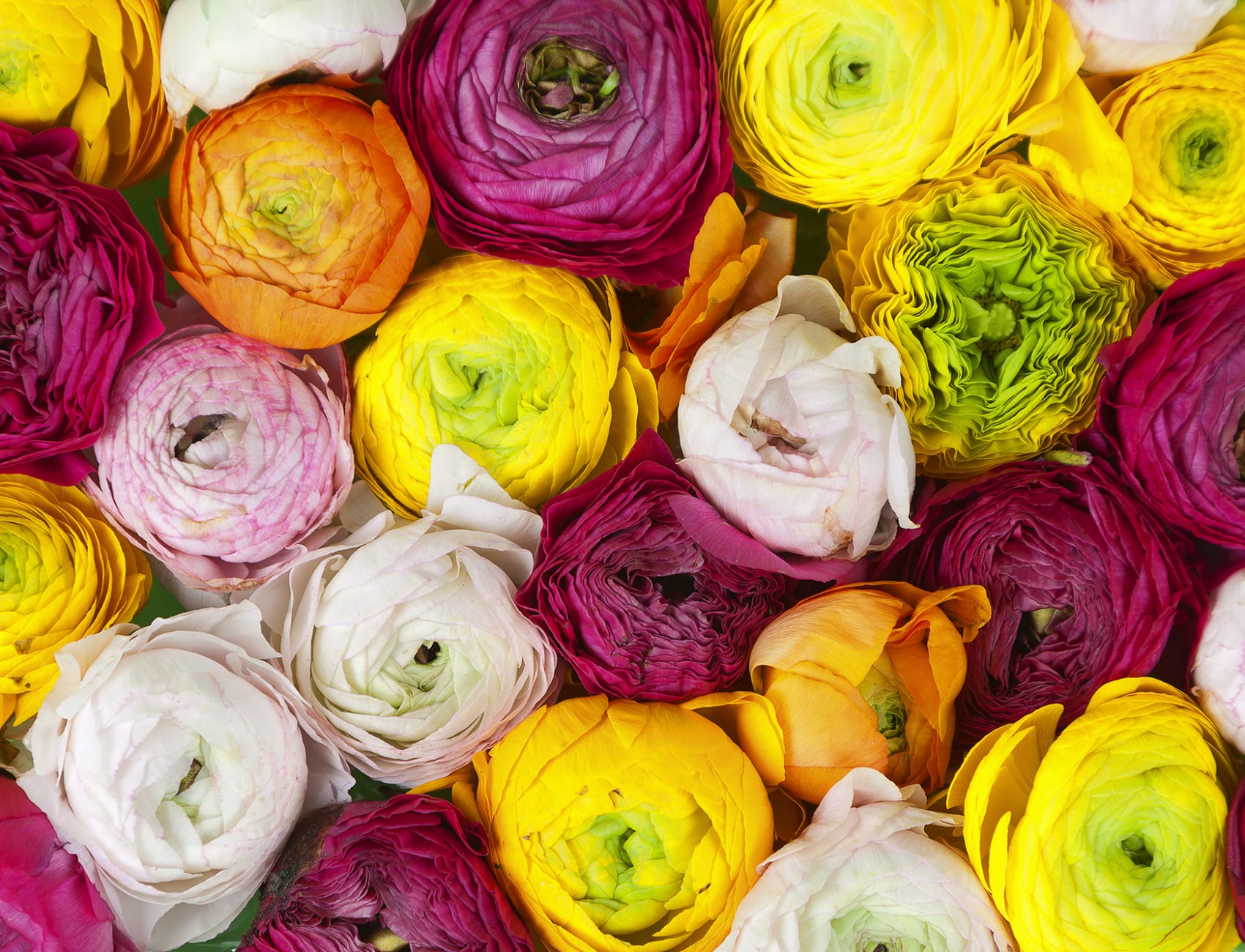 Bright colored flower wall mural