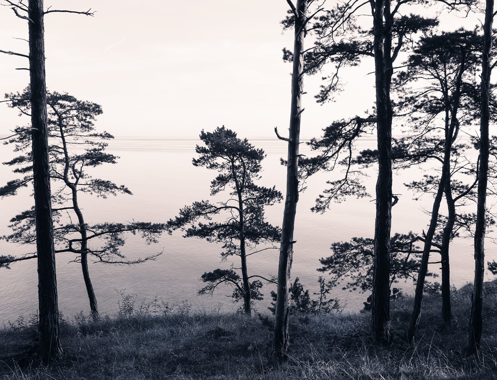 Wall mural with photo of pine trees in pink and gray hues