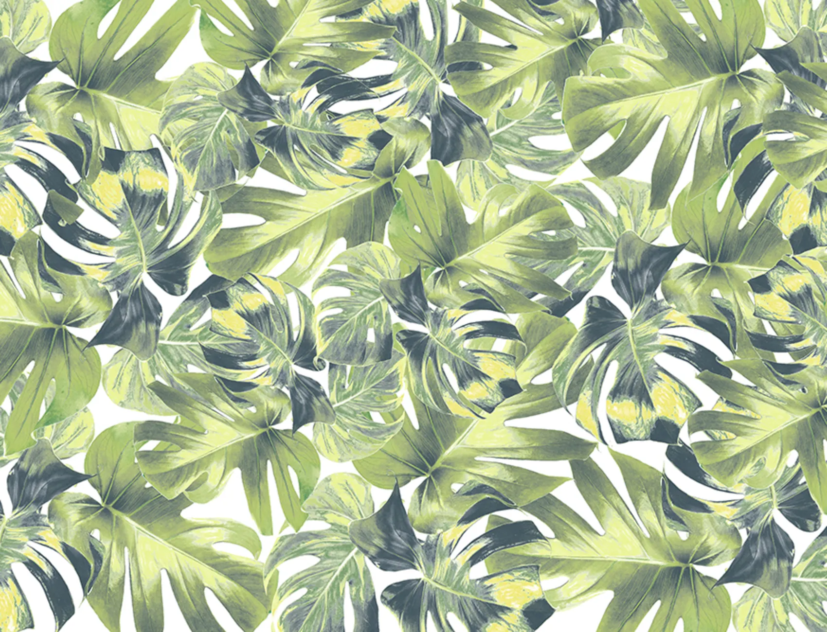 Jungle mural wallpaper with monstera leaves